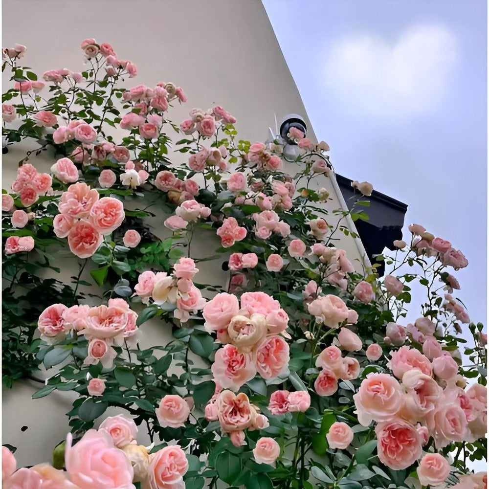 🌹 Mixed-color Climbing Rose—Year-Round Blooming (UK Imported)