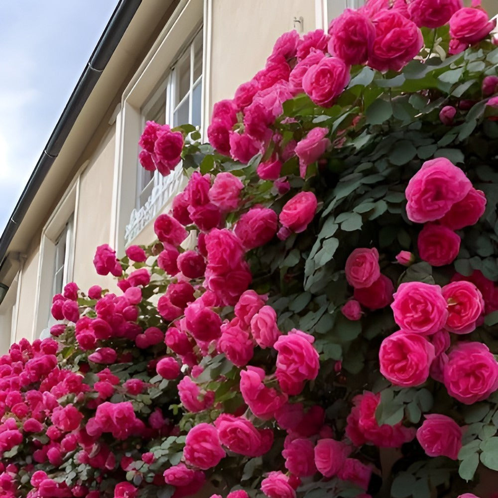 🌹 Mixed-color Climbing Rose—Year-Round Blooming (UK Imported)