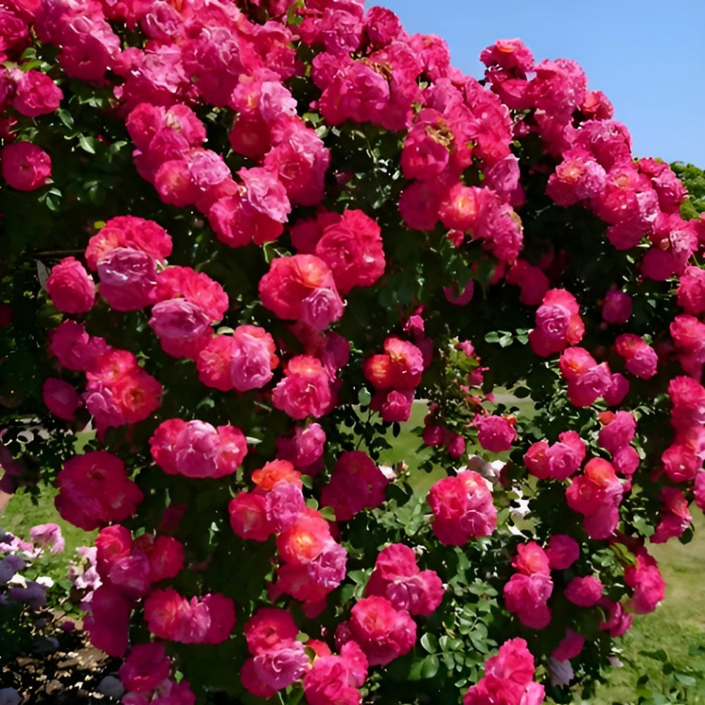 🌹 Mixed-color Climbing Rose—Year-Round Blooming (UK Imported)