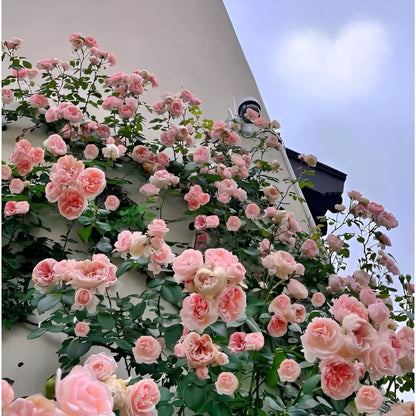 🌹 Mixed-color Climbing Rose—Year-Round Blooming (UK Imported)